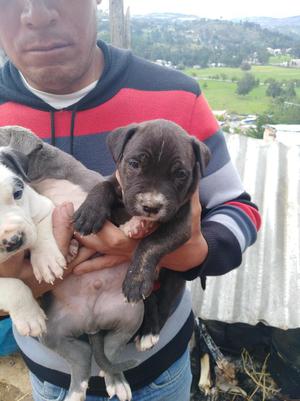 Se Vende Cachorros Pitboll