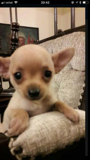 Se Venden Hermosos Chihuahuas