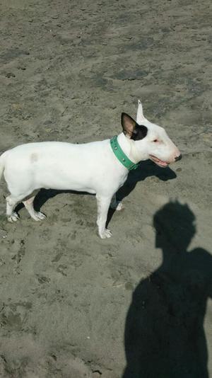 Servicio de Monta Bull Terrier