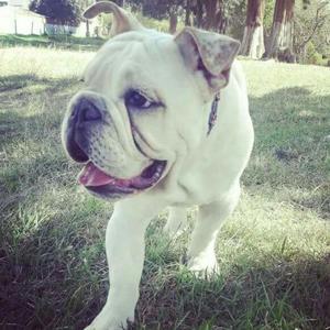 Servicio de Monta Bulldog Inglés