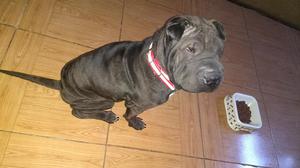 Shar Pei