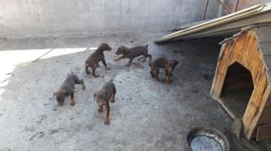 Vendo Doberman