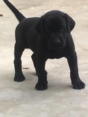 Vendo Labrador 1 Mes 5 Dias 