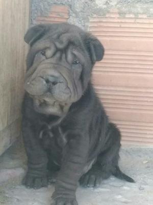 Vendo Sharpei