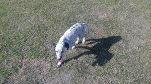 Vendo cachorrita Dalmata