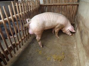 se vende cerdo reproductor, raza: landrace