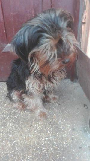 yorkshire terrier hembra