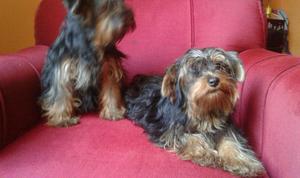 yorkshire terrier lindos cachorros