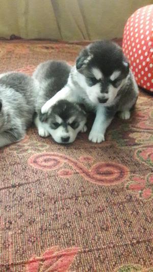 Alaska Malamute