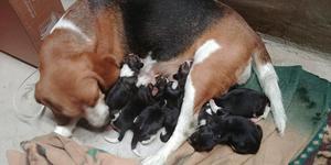 Beagles en Venta