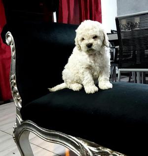 Bellos Bichon Frise