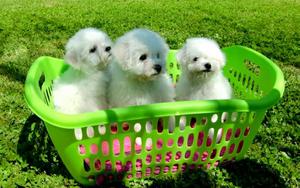 Bichon Frise