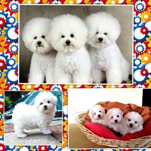 Bichon Frise