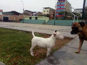 Bull Terrier