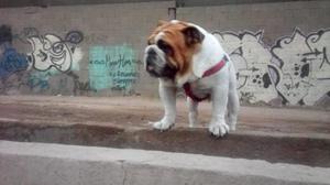 Bulldog ingles servio de monta 