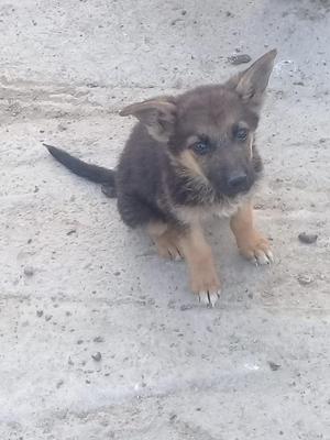 Cachorra Pastor Aleman