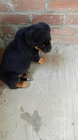 Cachorritos Rott