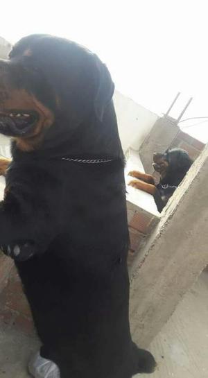 Cachorritos Rott