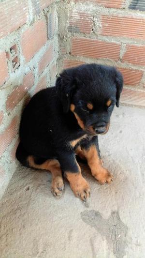 Cachorritos Rott