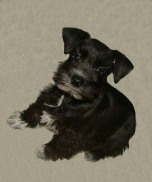 Cachorritos Schnauzer