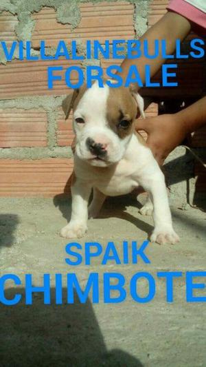 Cachorro Pitbull