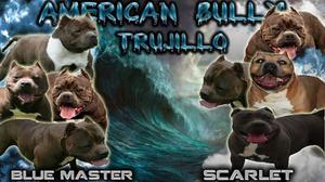 Cachorros American Bully