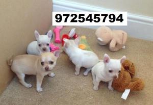 Cachorros Chihuahuas Miini Toys Blancoos