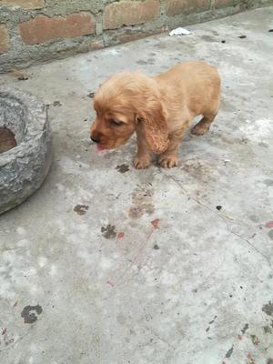 Cachorros Cocker Spaniel