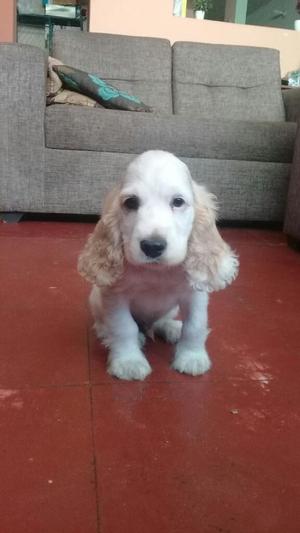 Cachorros Cocker Spaniels