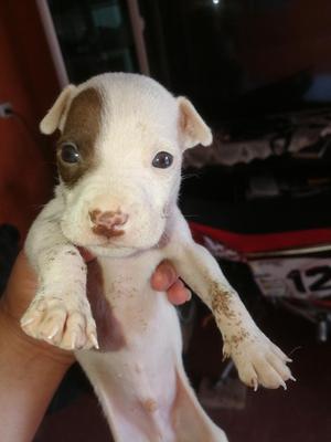 Cachorros Pitbull Linea Red Nouse