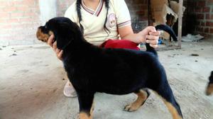 Cachorros Rott