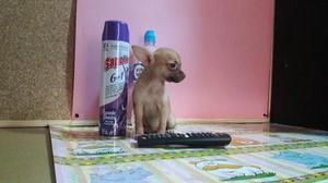 Chihuahua Toy Hembra 2 Meses
