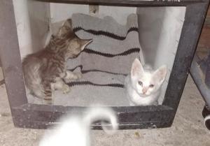 Doy en Adopción 3 Hermosos Gatitos