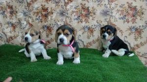 Ejemplares Cachorros Beagle Tricolor