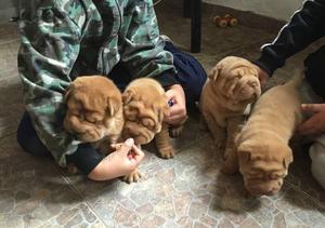 HERMOSOS CACHORRITOS SHARPEI PAPAS PRESENTES PRECIO A TRATAR