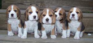Hermosos beagle tricolor y bicolor