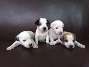 JACK RUSSELL TERRIER enanitos
