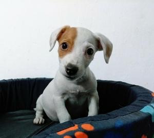 Jack Russell Terrier