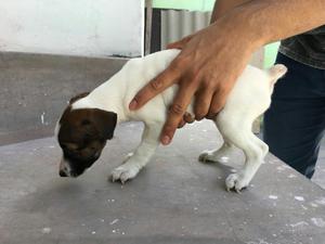 Jack Russell Terrier Hembrita