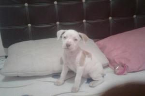 Ocasion cachorra pitbull hembra