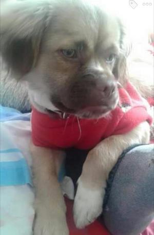 Perrita Pequeña en Adopción