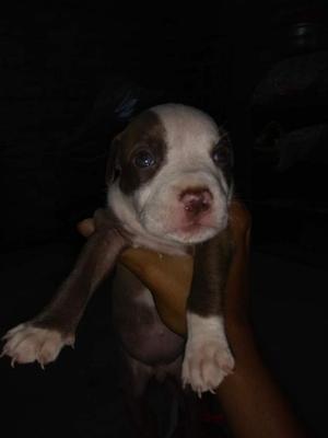 Perros Pitbull en Venta