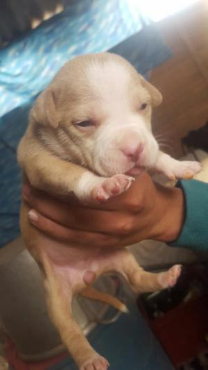 Pitbull Red Nose