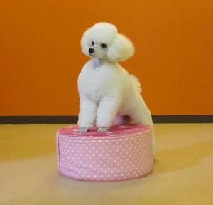 Poodle Cachorros