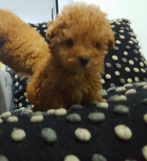 Poodle Caniches Toyss