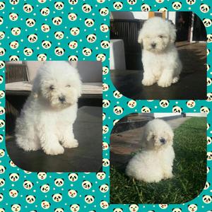 Poodle Peluches Bellos Toys