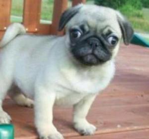 Pug Carlineo