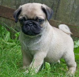 Pug Carlineo