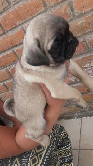 Pug Carlino