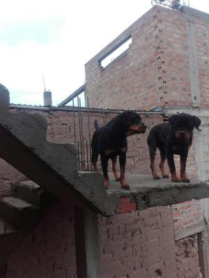 Rottweiler hembra en venta